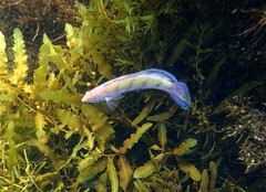 Eupetrichthys angustipes