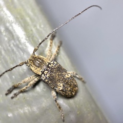 Prosoplus mediofasciatus