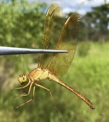 Sympetrum uniforme