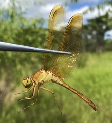 Sympetrum uniforme