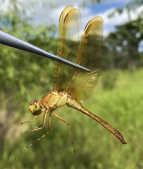 Sympetrum uniforme