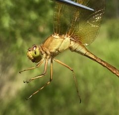 Sympetrum uniforme