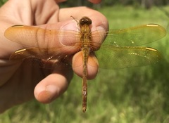 Sympetrum uniforme