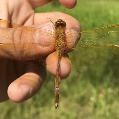 Sympetrum uniforme