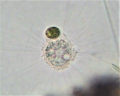 Raphidocystis