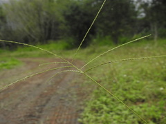 Digitaria setigera