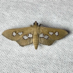 Omiodes odontosticta