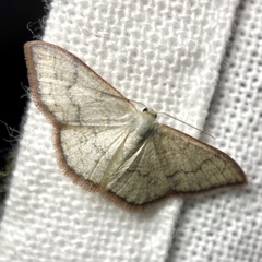 Idaea coercita