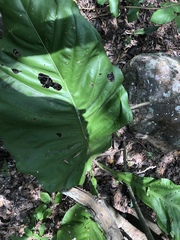 Anthurium crassinervium