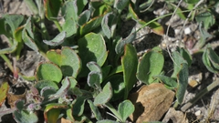 Centella tridentata hermanniifolia