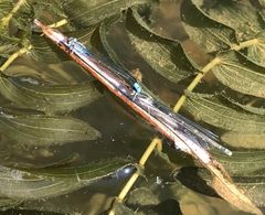 Paracercion calamorum calamorum