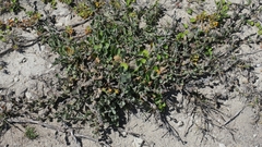 Centella tridentata hermanniifolia