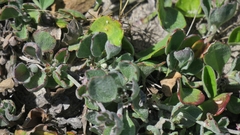 Centella tridentata hermanniifolia
