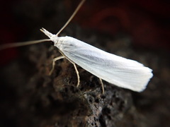 Crambus hachimantaiensis
