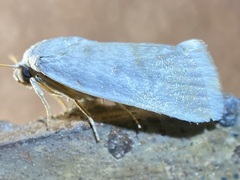 Ponometia acutus
