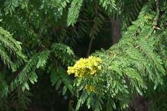 Senna siamea