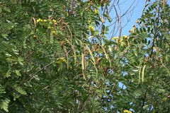 Senna siamea