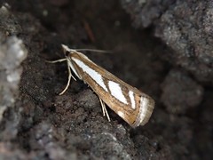 Catoptria munroeella