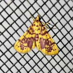 Conogethes haemactalis