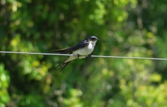 Hirundo dimidiata