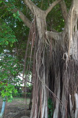 Ficus microcarpa
