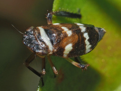 Planaphrodes nigritus