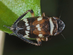 Planaphrodes nigritus