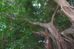Ficus microcarpa