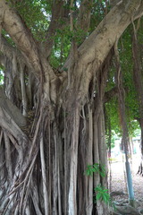 Ficus microcarpa