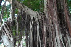 Ficus microcarpa