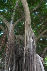 Ficus microcarpa