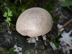 Lycoperdon molle