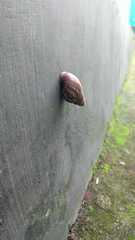 Lissachatina fulica