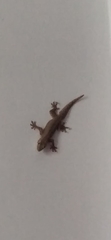 Hemidactylus platyurus