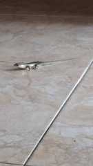 Eutropis multifasciata