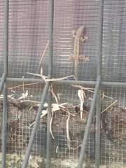 Hemidactylus platyurus