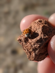 Harmonia axyridis