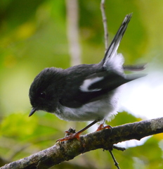 Petroica macrocephala