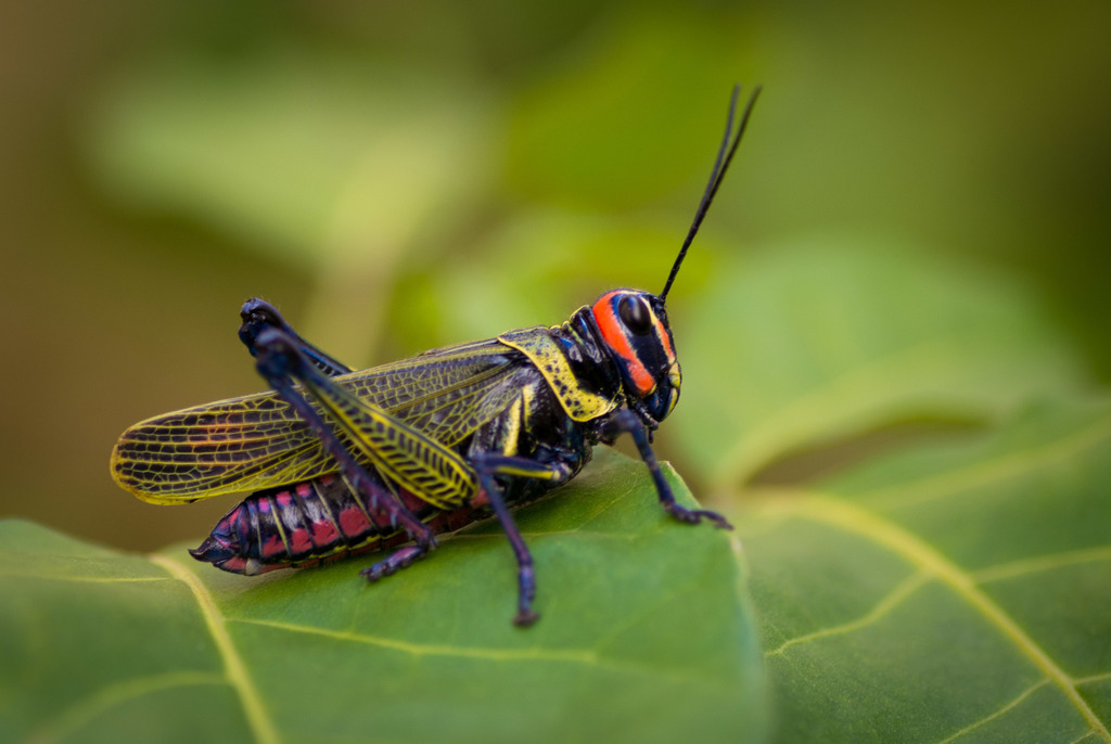Xestotrachelus robustus