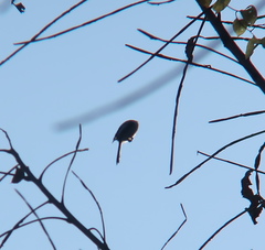 Aegithalos caudatus