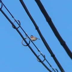 Poecile palustris