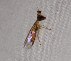 Mantispinae