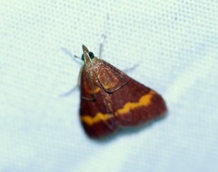 Pyrausta pseuderosnealis