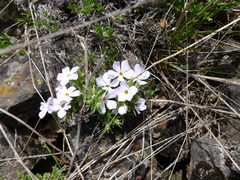 Phlox hoodii