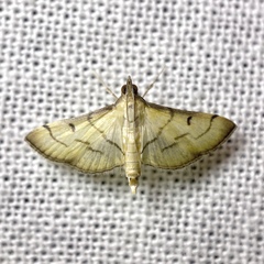 Cnaphalocrocis bilinealis
