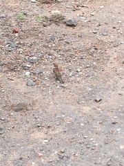 Passer montanus
