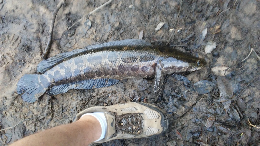 Northern Snakehead from Mardela Springs, MD 21837, USA on August 19 ...