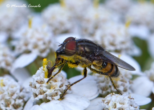 Locust Blowfly