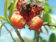 Ochnaceae