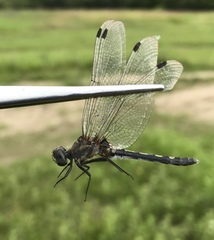 Leucorrhinia orientalis